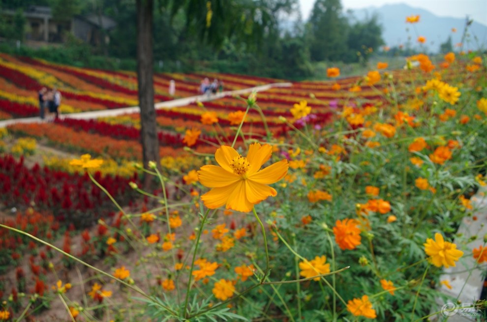 廣安 祿市花海