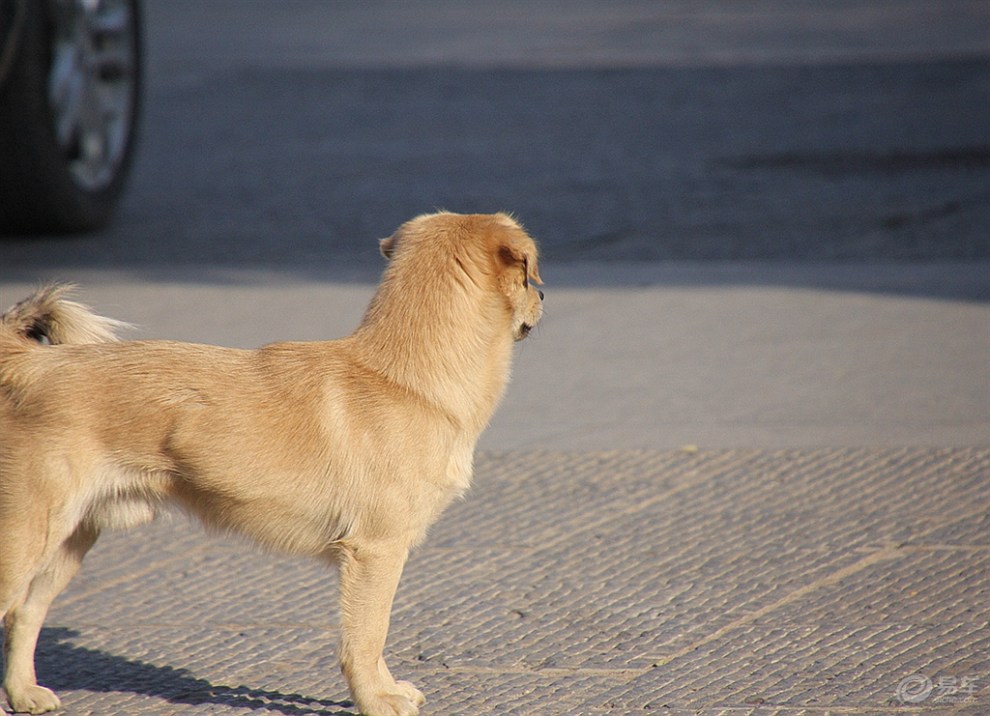 【欢乐萌宠第七季】街上溜达的狗狗