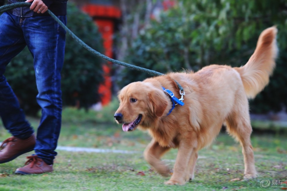 【欢乐萌宠第七季】遛弯的金毛