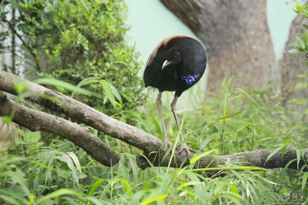 奇特的灰翅喇叭鸟
