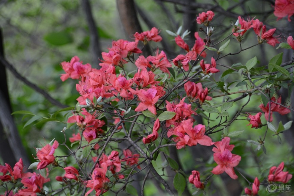 春游木札岭,赏漫山杜鹃