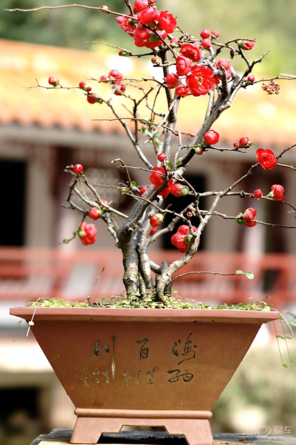 盆栽海棠花