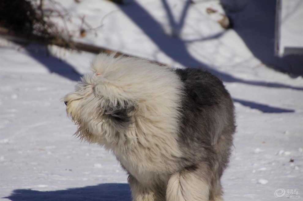 【歡樂萌寵第二季】雪地中的古牧犬