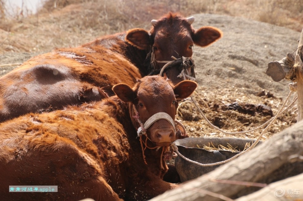 【黄牛】_宠物当家社区图片集锦_汽车论坛-易车网
