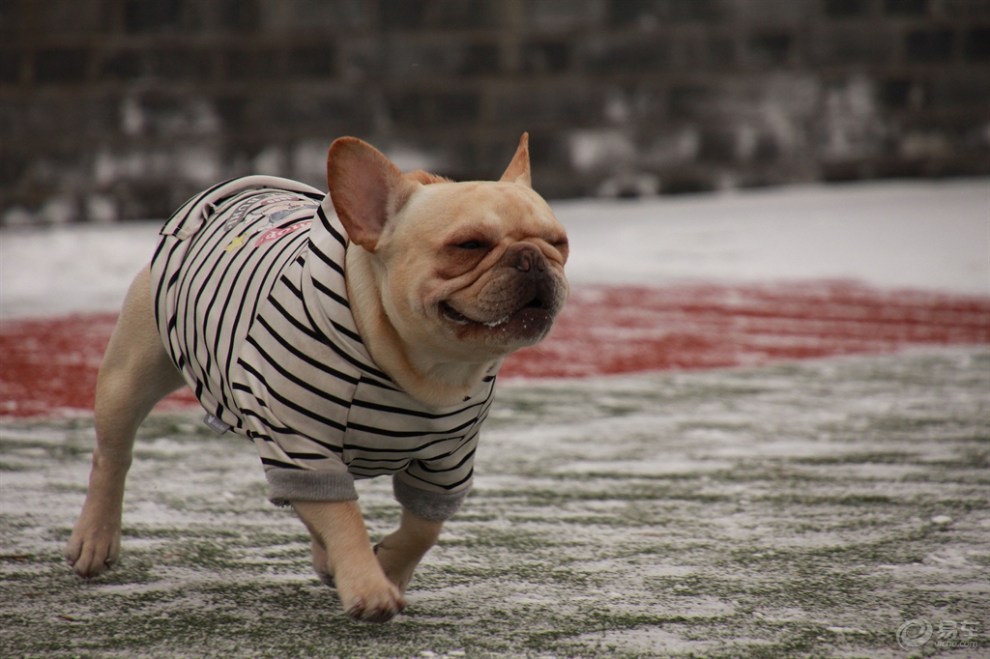 【欢乐萌宠第二季】雪地撒欢