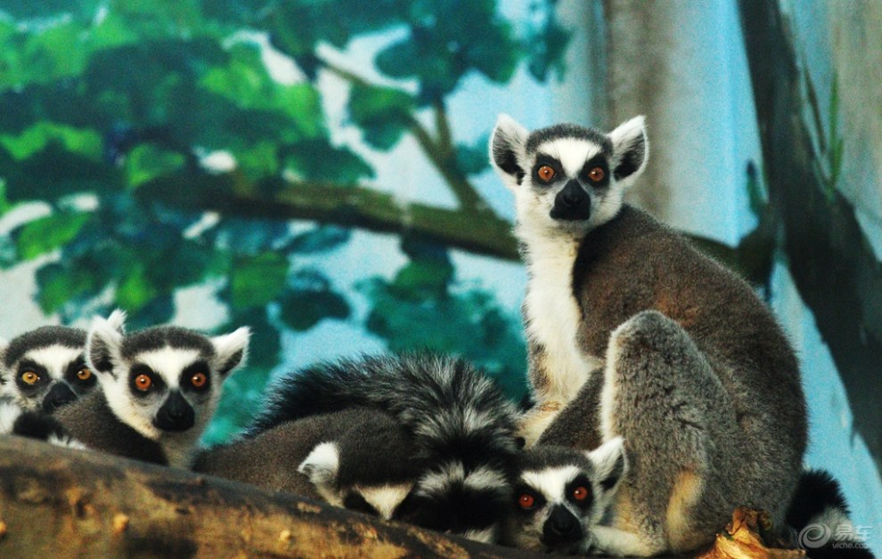【【欢乐萌宠第二季】《环尾狐猴的幸福生活》】_宠物当家社区图片