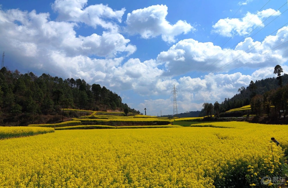 【牛貼】漫山遍野的油菜花!