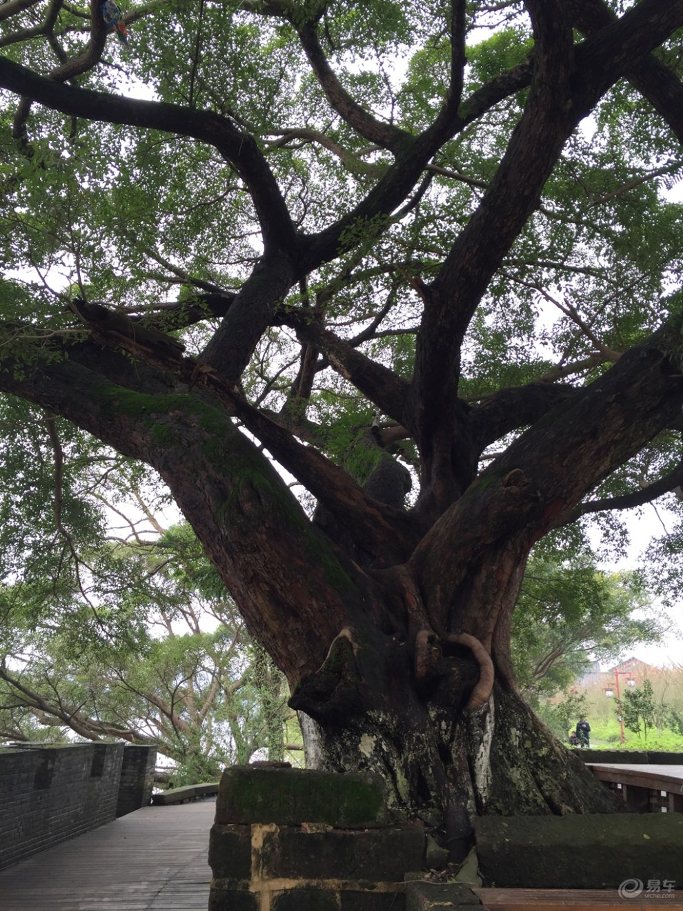 欣赏一下赣州老家的榕树