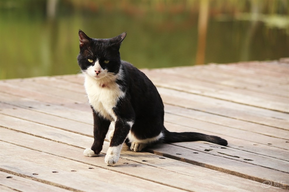 【欢乐萌宠第三季】黑白花猫