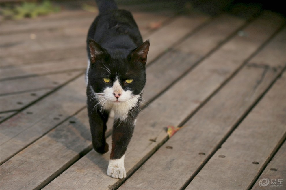 【欢乐萌宠第三季】黑白花猫