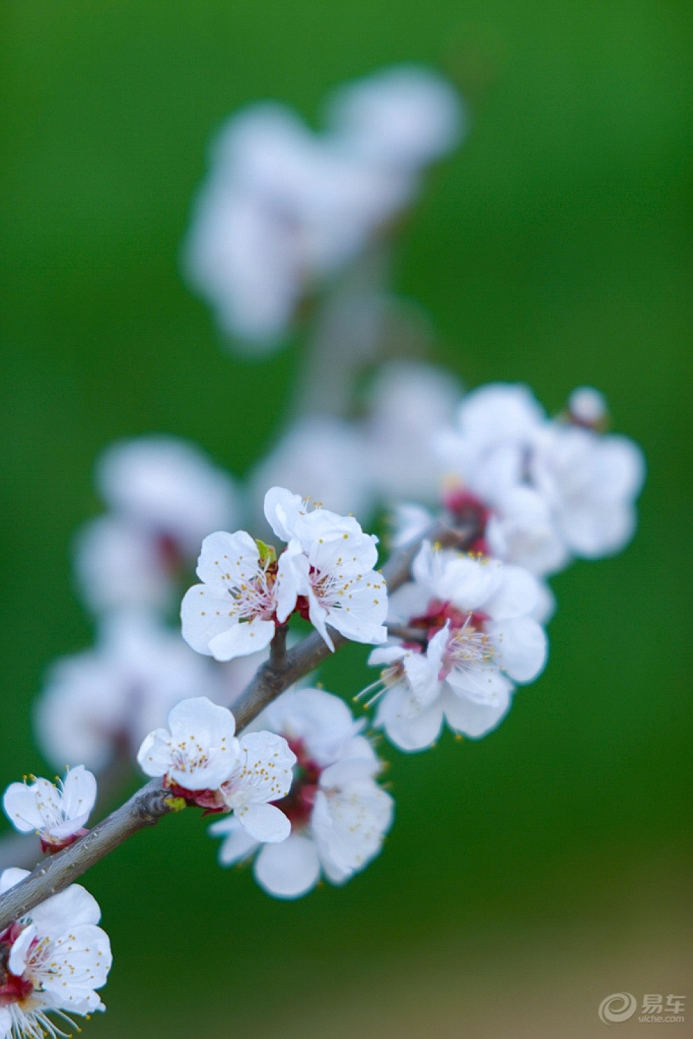 【最美春色】 梨花朵朵