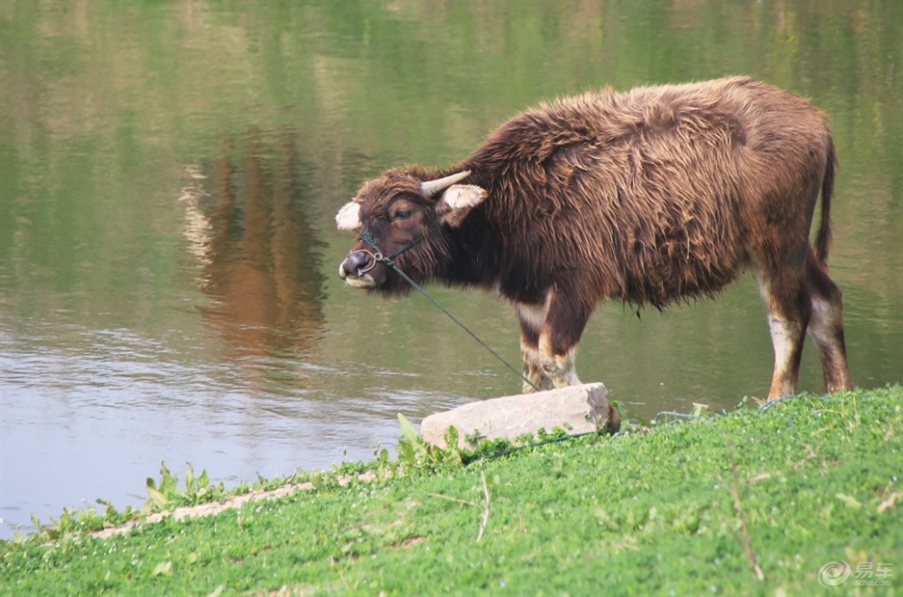 【【欢乐萌宠第三季】河边吃草的水牛】_宠物当家社区图片集锦_汽车