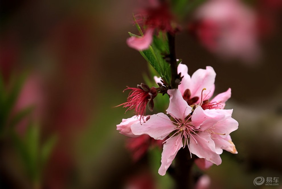 【最美春色】 桃花春色暖先開