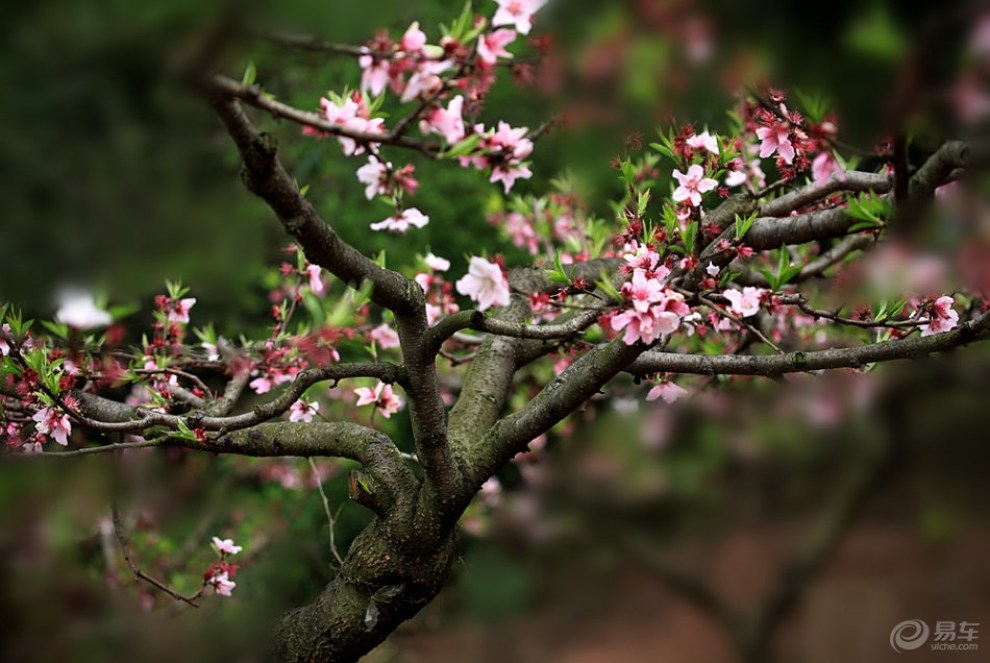 【最美春色】 桃花春色暖先開