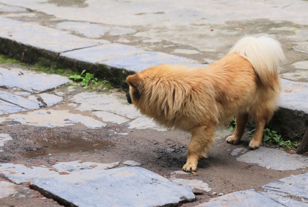 【桂林山水之旅】古镇闲逛的狗狗
