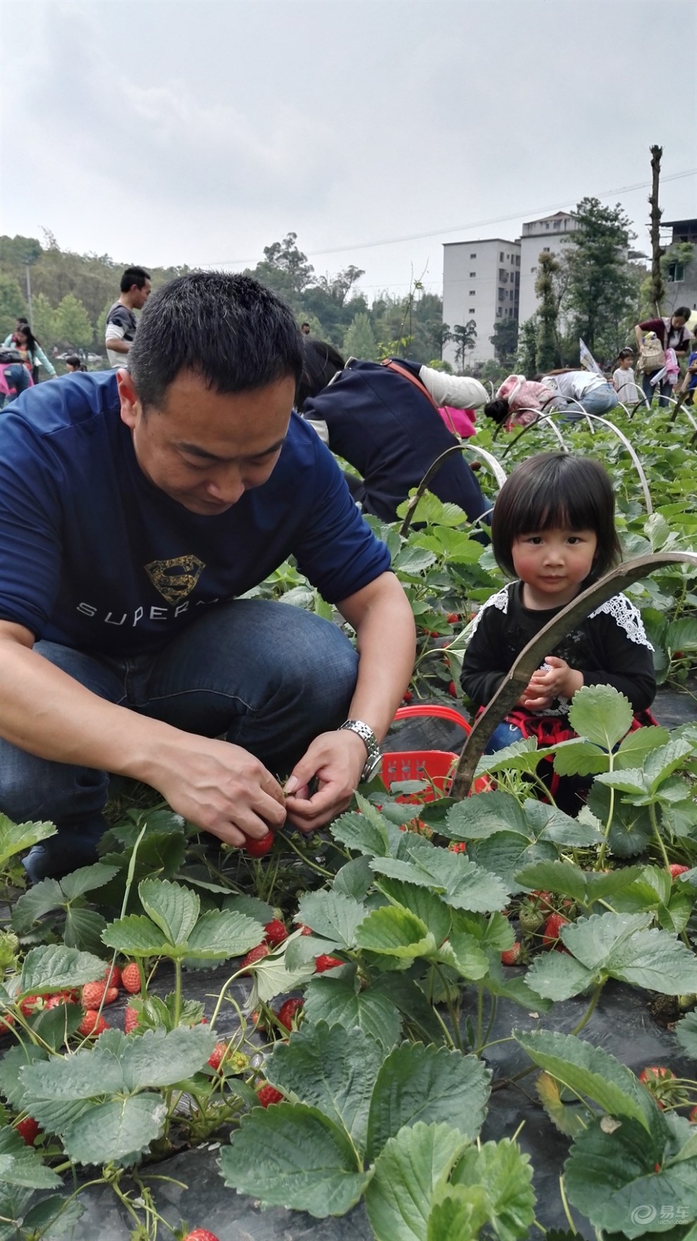 【重庆长安家族】"逸"起行"动"--亲子采摘草莓活动纪实