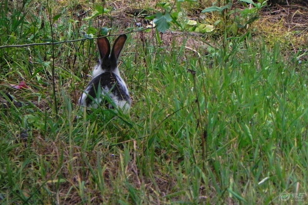 躲在草丛的兔兔