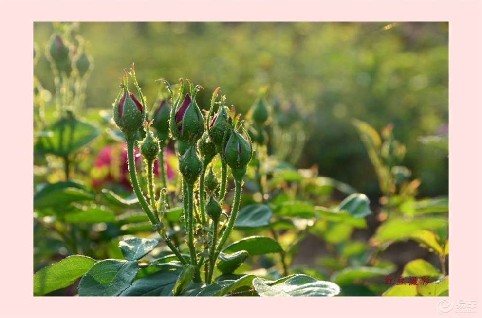热情如火的玫瑰花