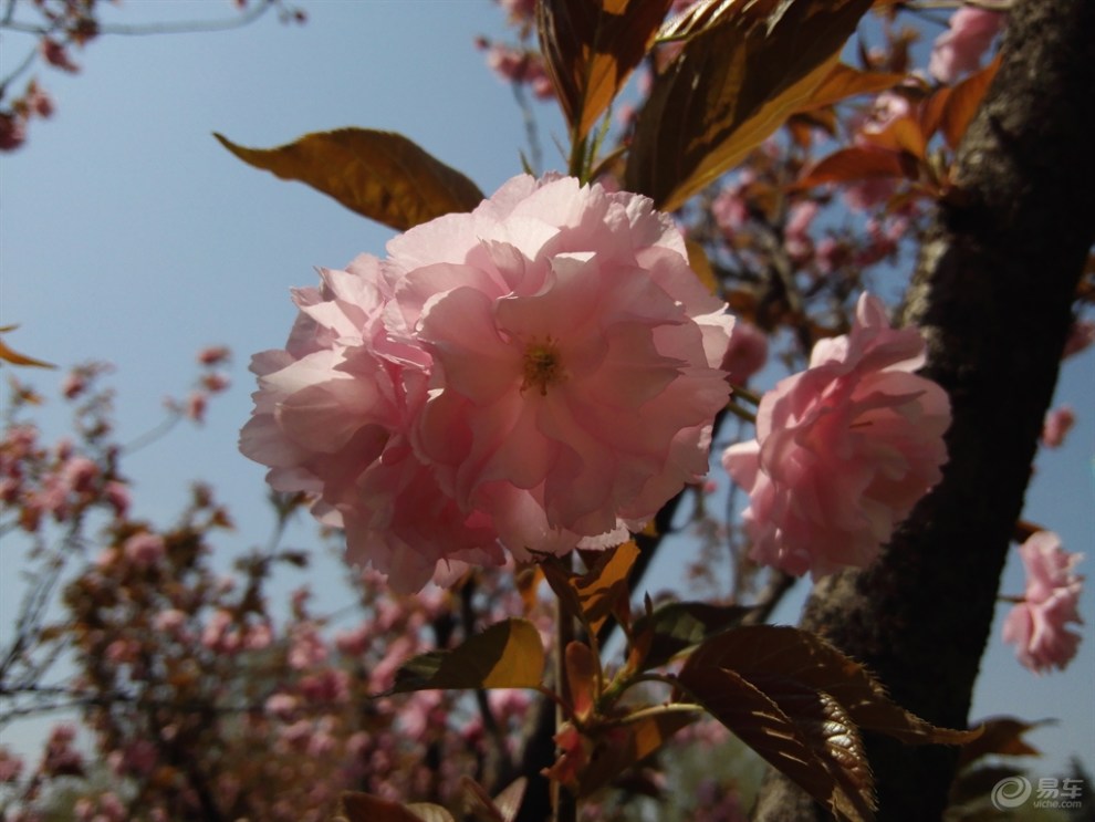 粉樱花 白樱花