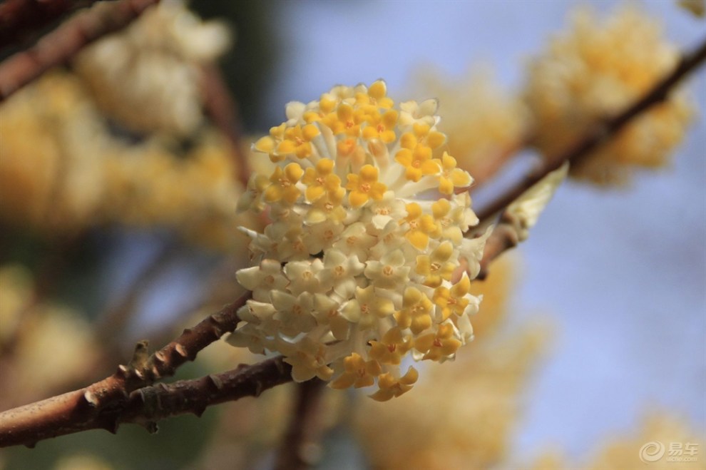 結香花