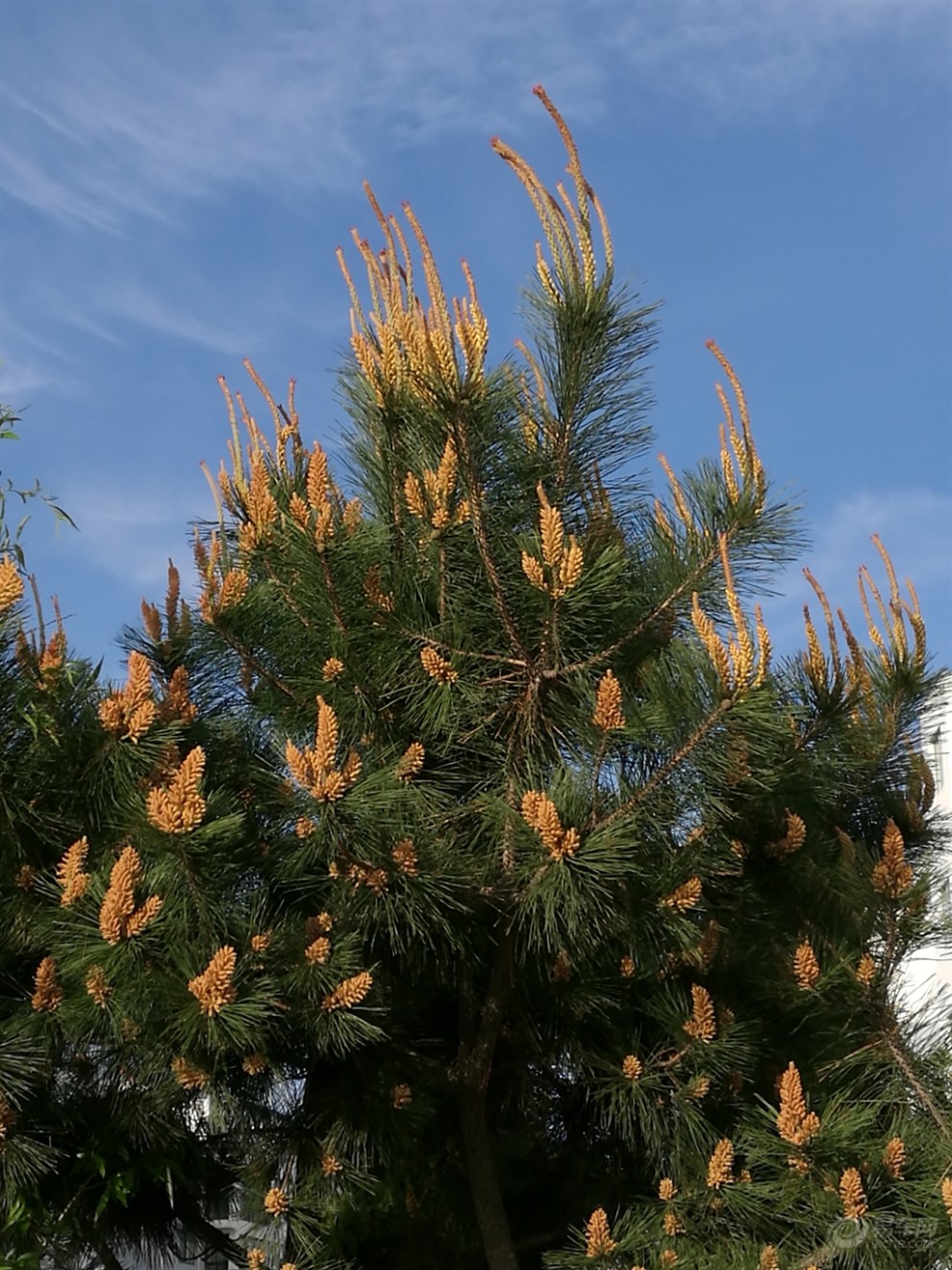 【五一自驾游】海边的黑松林