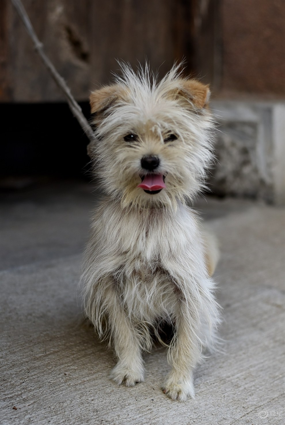 一只小花狗拴在大门口