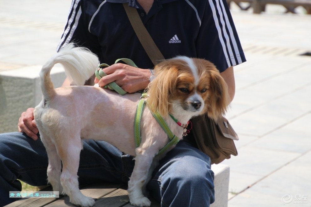 【欢乐萌宠第五季】剃了毛的蝴蝶犬