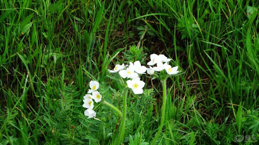 【游记】塞罕坝七星湖假鼠妇草湿地公园