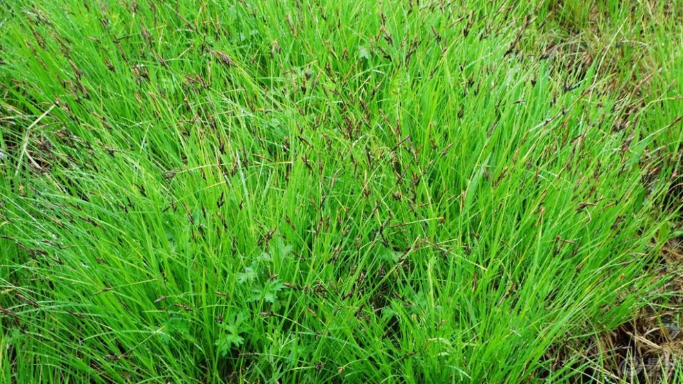 【游记】塞罕坝七星湖假鼠妇草湿地公园