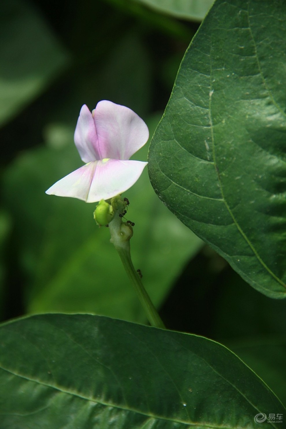 长豇豆花