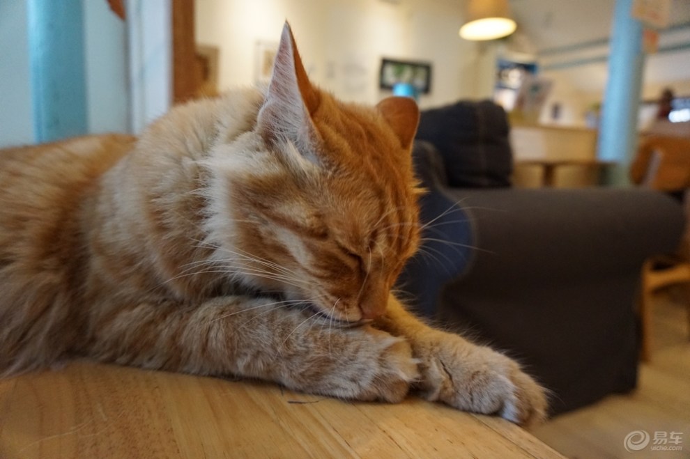 【欢乐萌宠第五季】懒散的猫咪