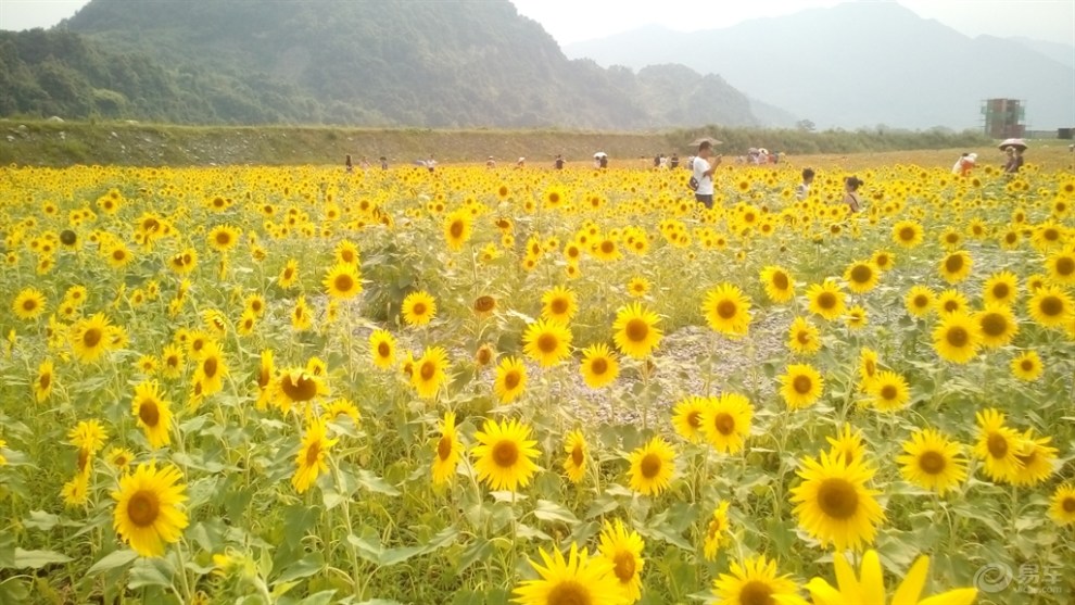 通濟花海