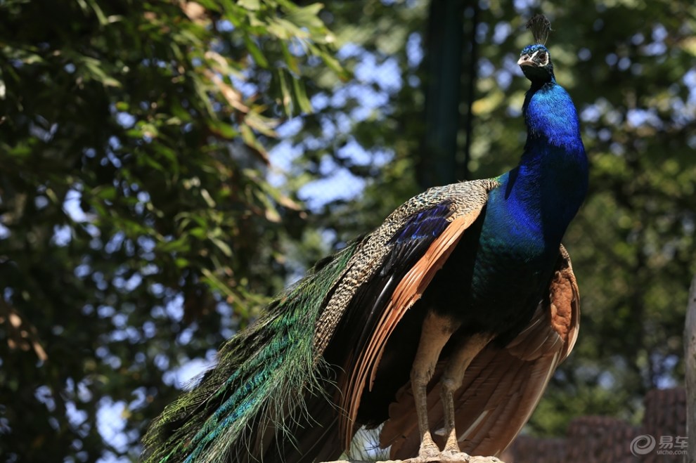 【原創首發】百鳥園裡看鳥