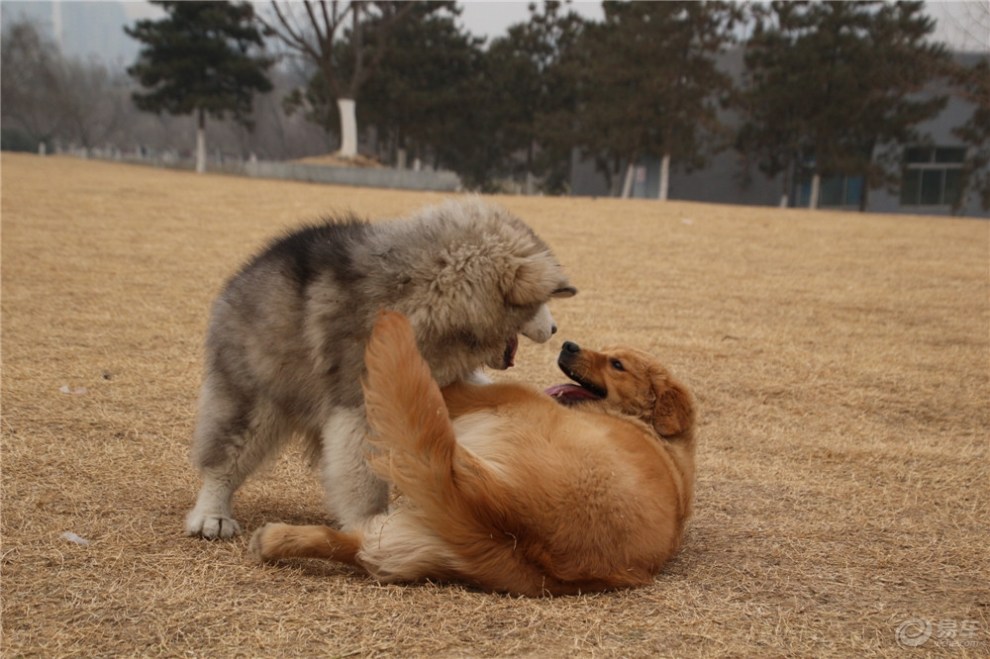 玩耍的阿拉斯加和金毛