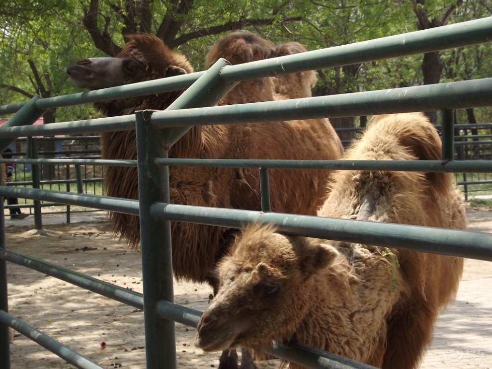 《在這夏季裡》天津動物園駱駝篇