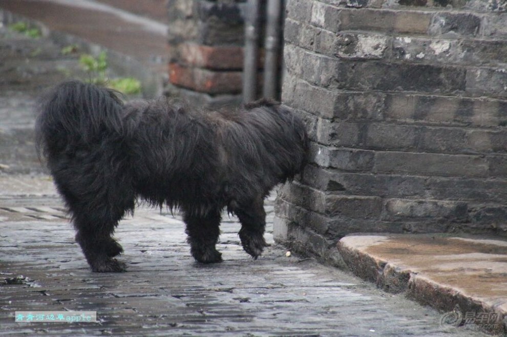 【欢乐萌宠第六季】黑色西施犬