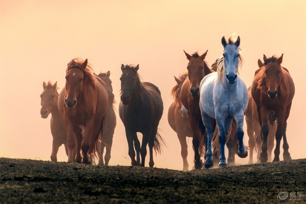 秋景】【随影岁月】金色坝上 万马奔腾