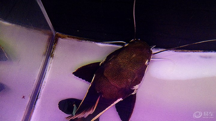 鱼缸里的大念鱼