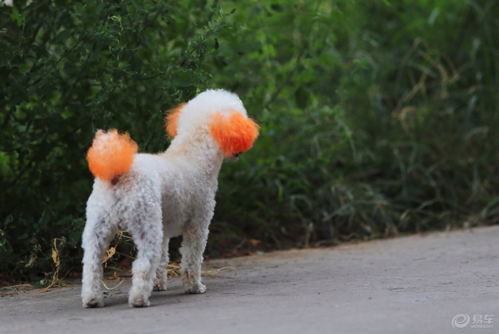 【欢乐萌宠第八季】染色的贵妇犬