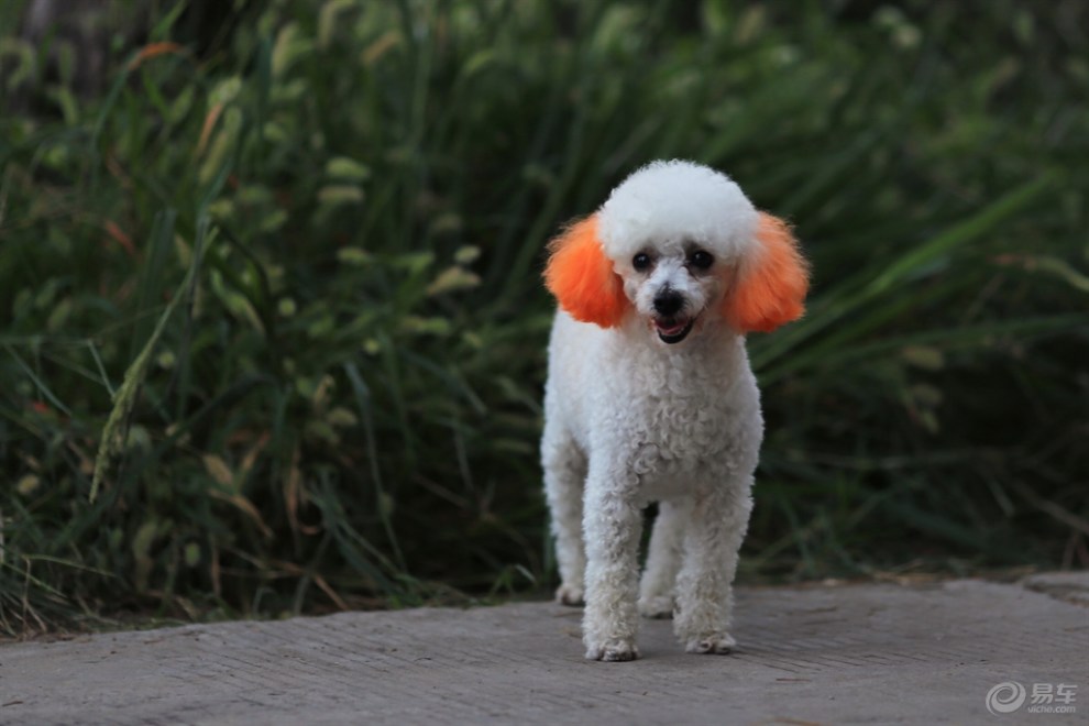 【欢乐萌宠第八季】染色的贵妇犬