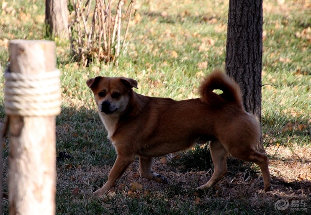 【欢乐萌宠第八季】远处走过来一只狗狗