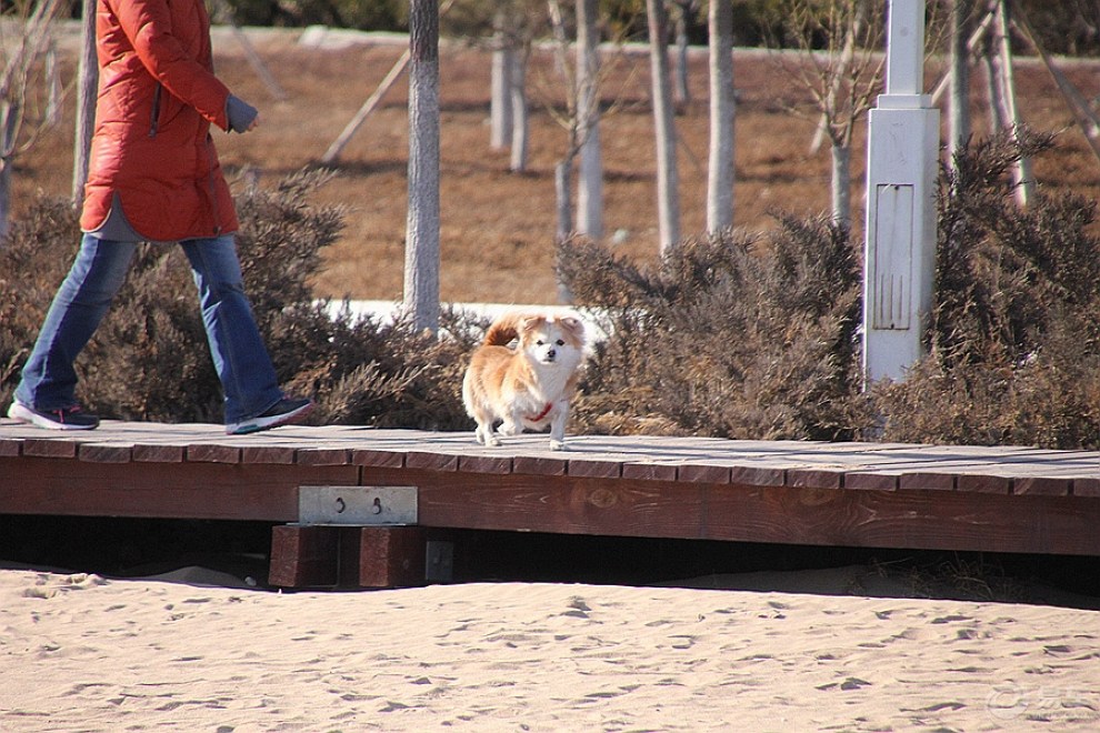 【欢乐萌宠第八季】栈道上跑过来的小巴狗
