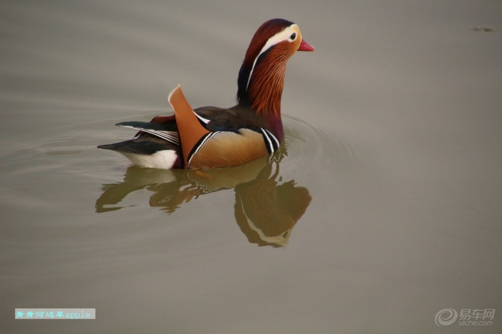 【鸳鸯戏水】_宠物当家论坛图片集锦_汽车论坛-易车网