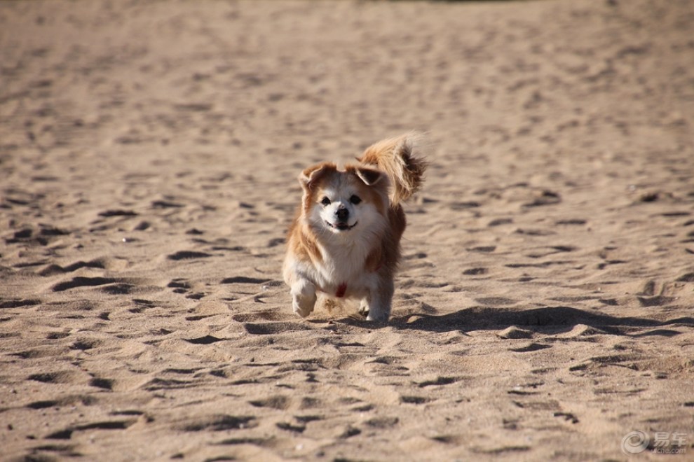 沙滩上的小巴狗