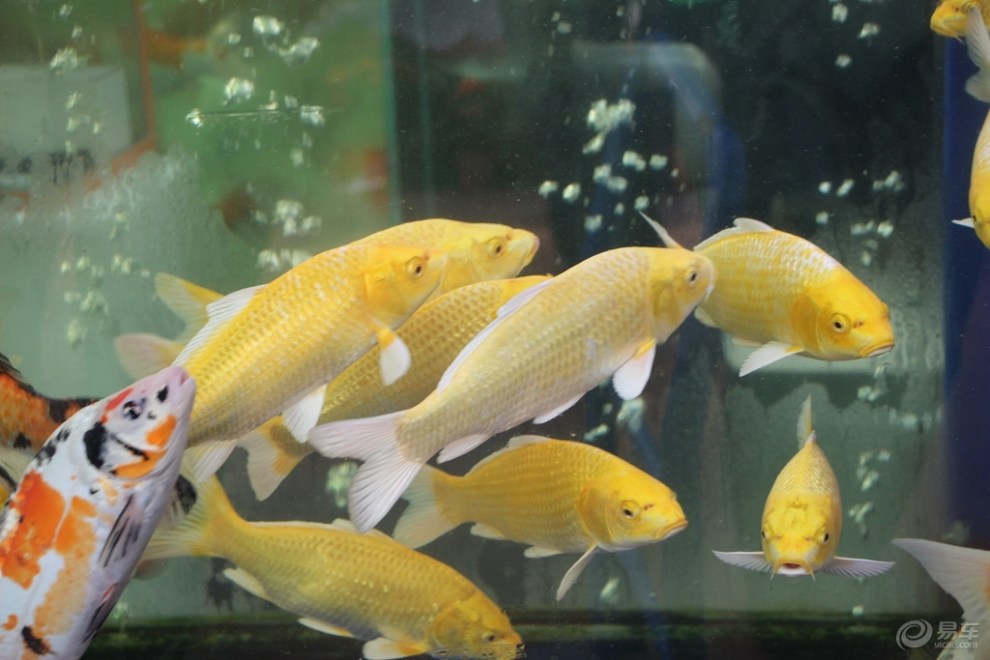 【原创首发】观赏鱼之王-锦鲤