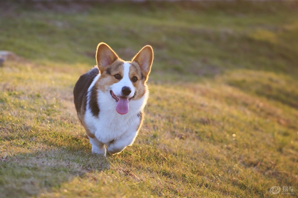 威尔士柯基犬