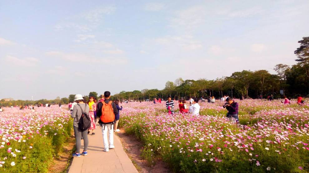 波斯菊花海