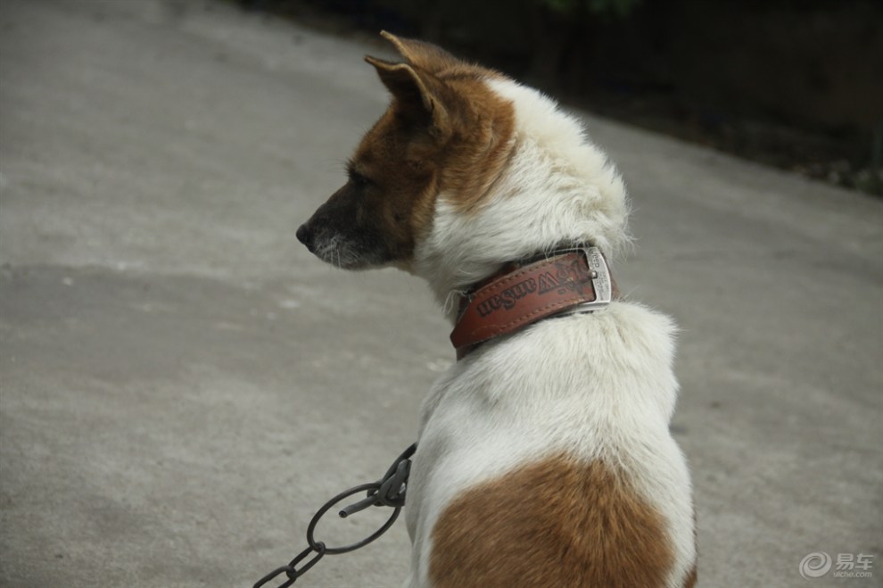 【欢乐萌宠第九季】可爱的看门狗狗