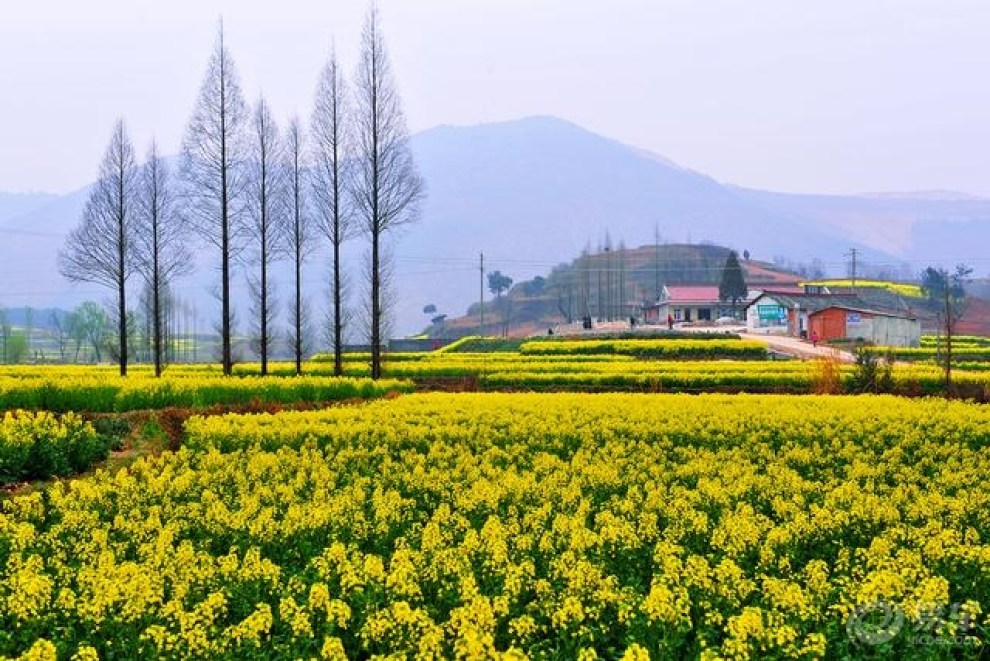 美麗的漢中油菜花海