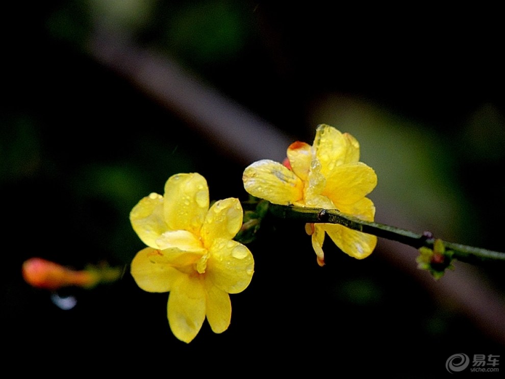 【春暖花開】迎春花敲開春天的大門